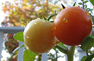 Tomatoes in a garden