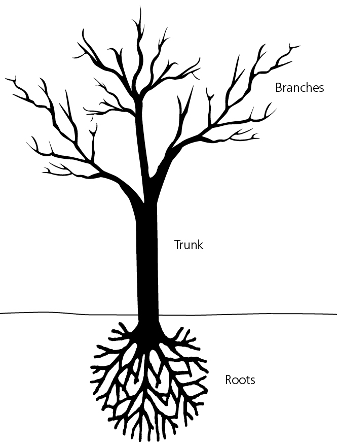 Root element. Root Branch. Tree Trunk Branch. Схема three Branches. Trunk branching.
