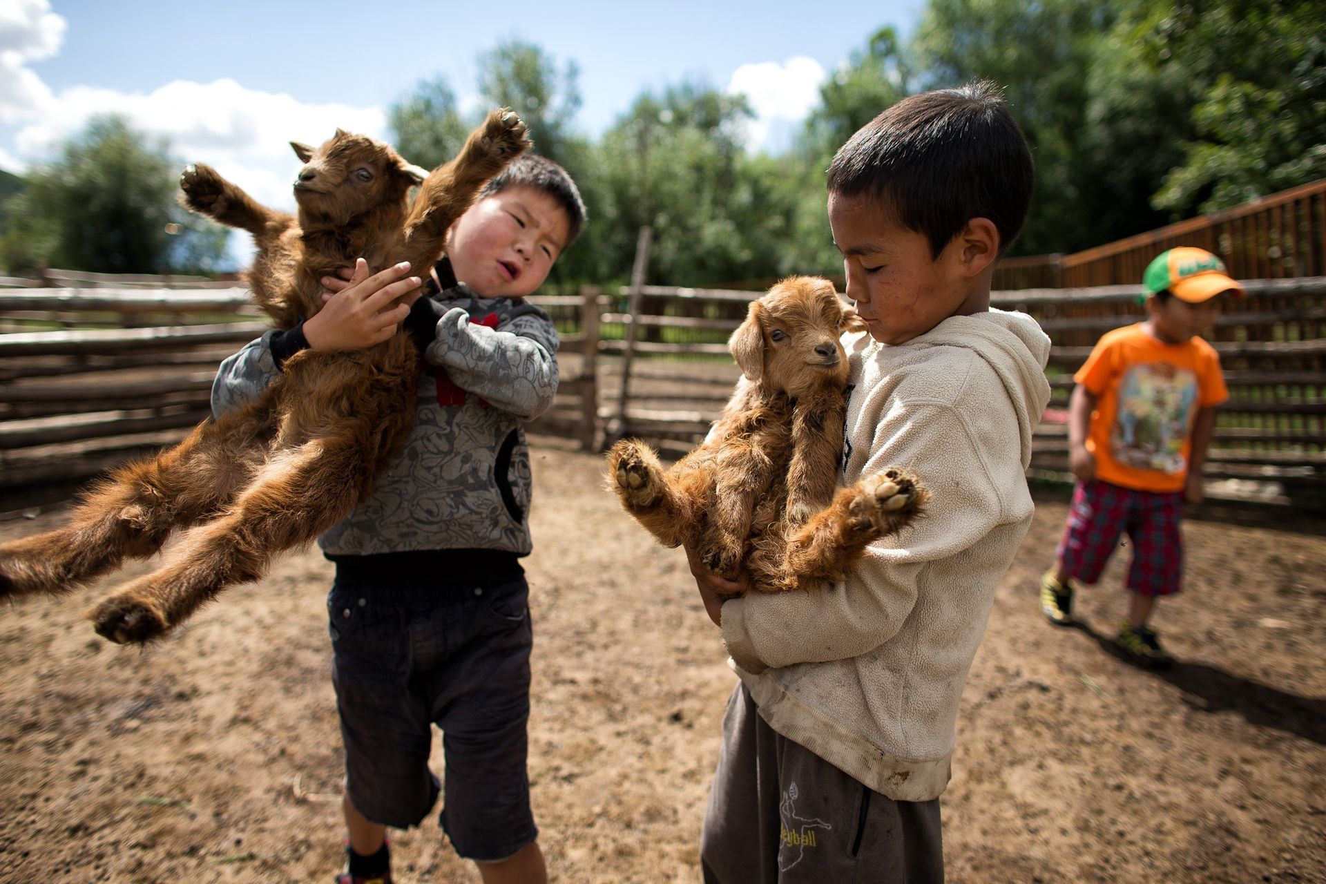 Children in Mongolia carrying baby goats.