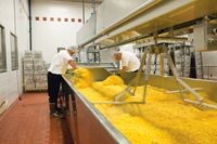 Two men working at a metal bin of yellow cheese that is being processed at Welfare Square.