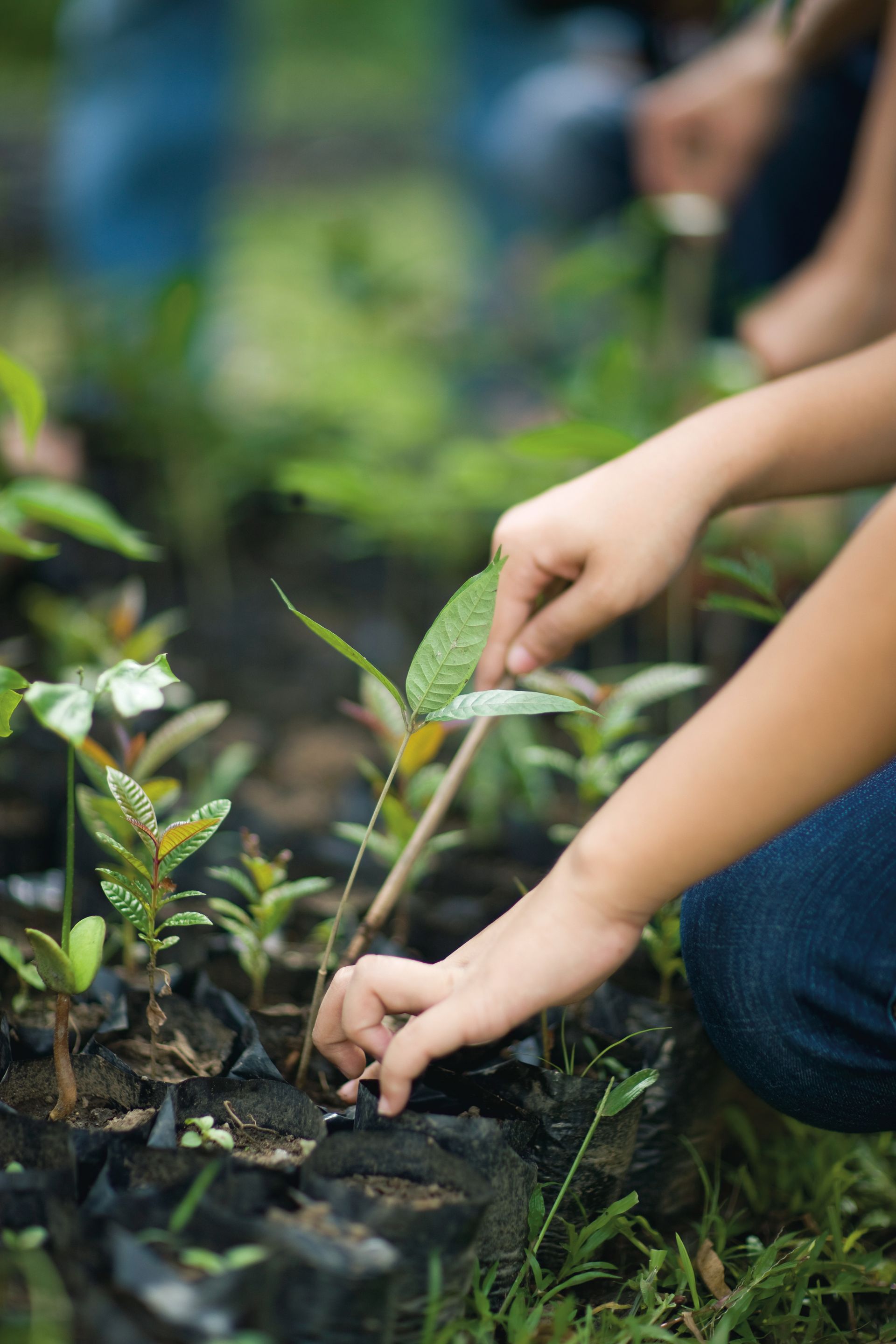Hands are seen planting seeds in a garden.
