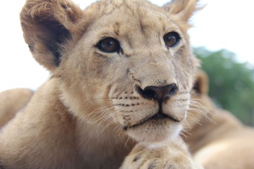 A close-up portrait of a female lion face.