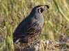 quail