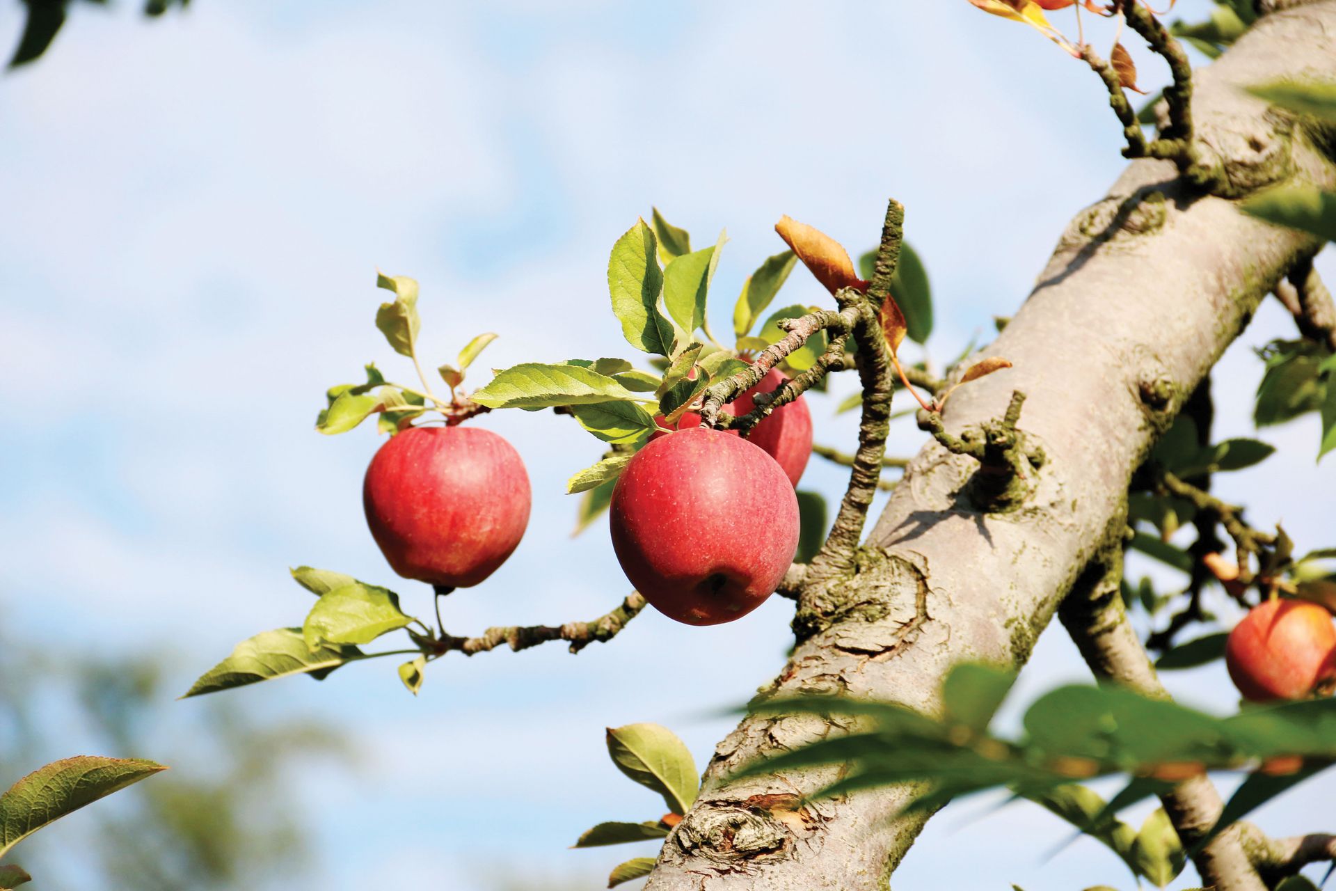 A photograph of apples on an apple tree.