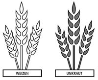 Weizen und Unkraut