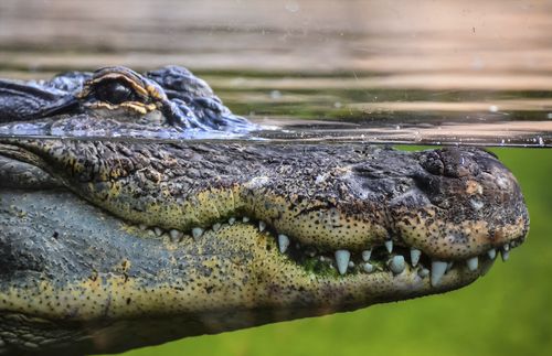 Ein Krokodil unter Wasser