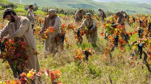 obreros trabajando en una viña