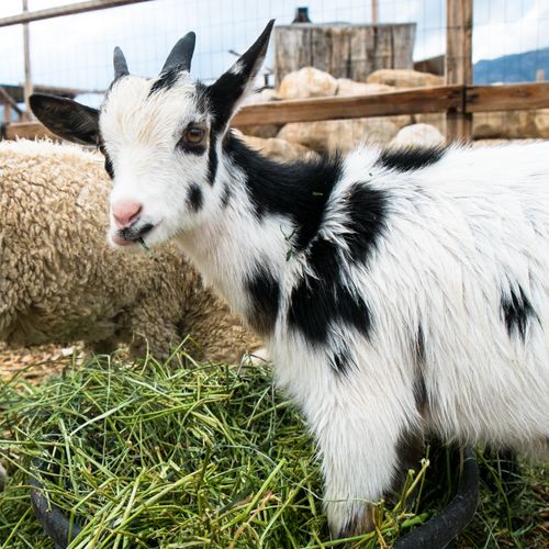 A photo of a black and white baby goat eating green straw on a farm.