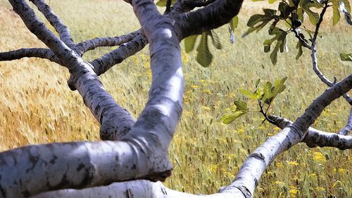 branches of a fig tree