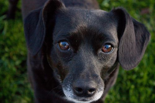 A close-up view of a dog’s face with black fur and brown eyes.