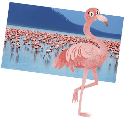 Flamingos