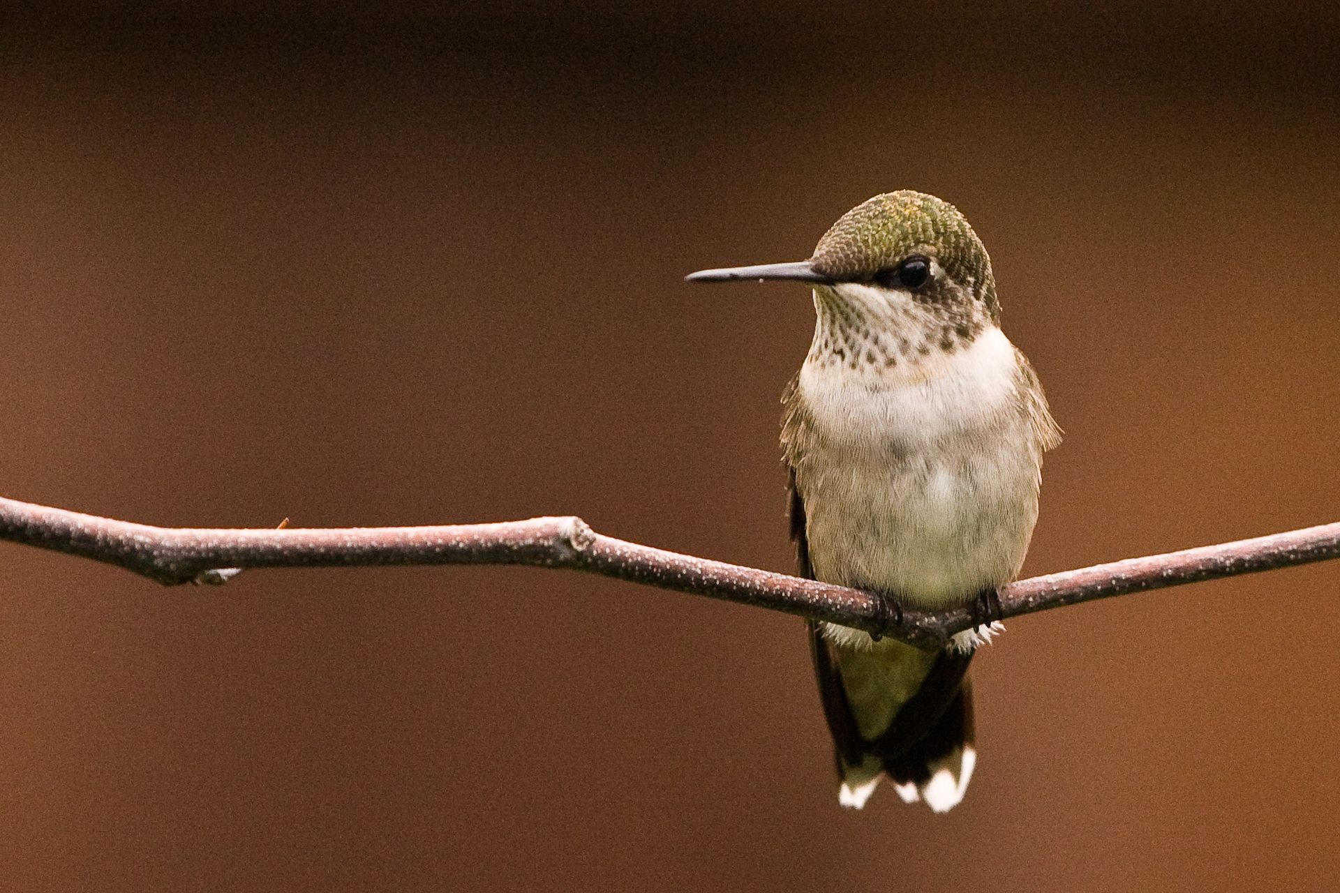 A hummingbird perched on a branch.