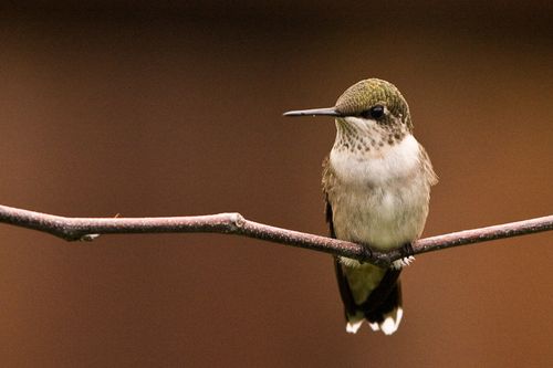 A photo of a hummingbird perched on a small branch with no leaves.