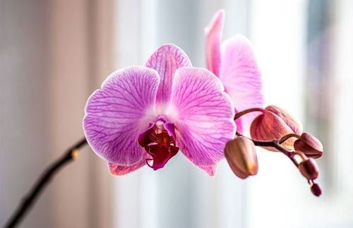 a pink orchid