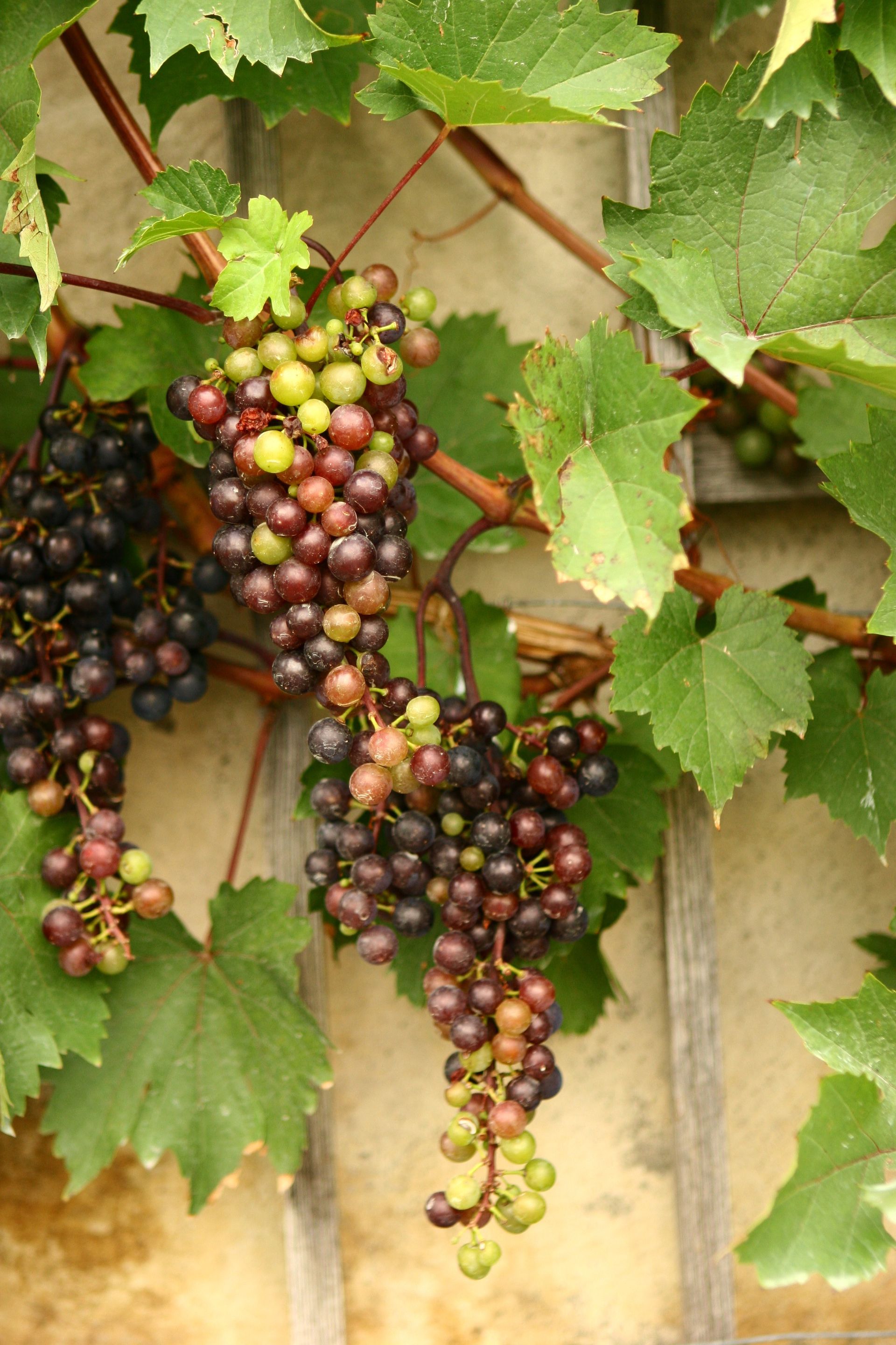Grapes on a vine.