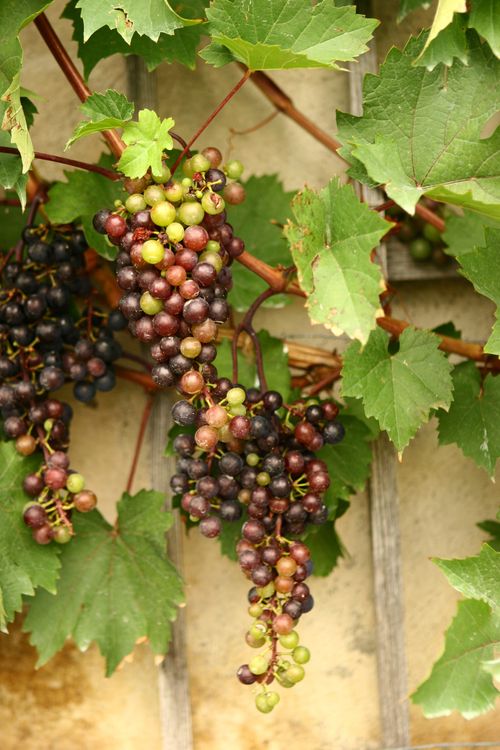 Red and green grapes on a vine by a stone wall.