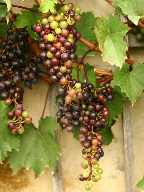 Grapes hanging on a vine.
Fruit of the Vine