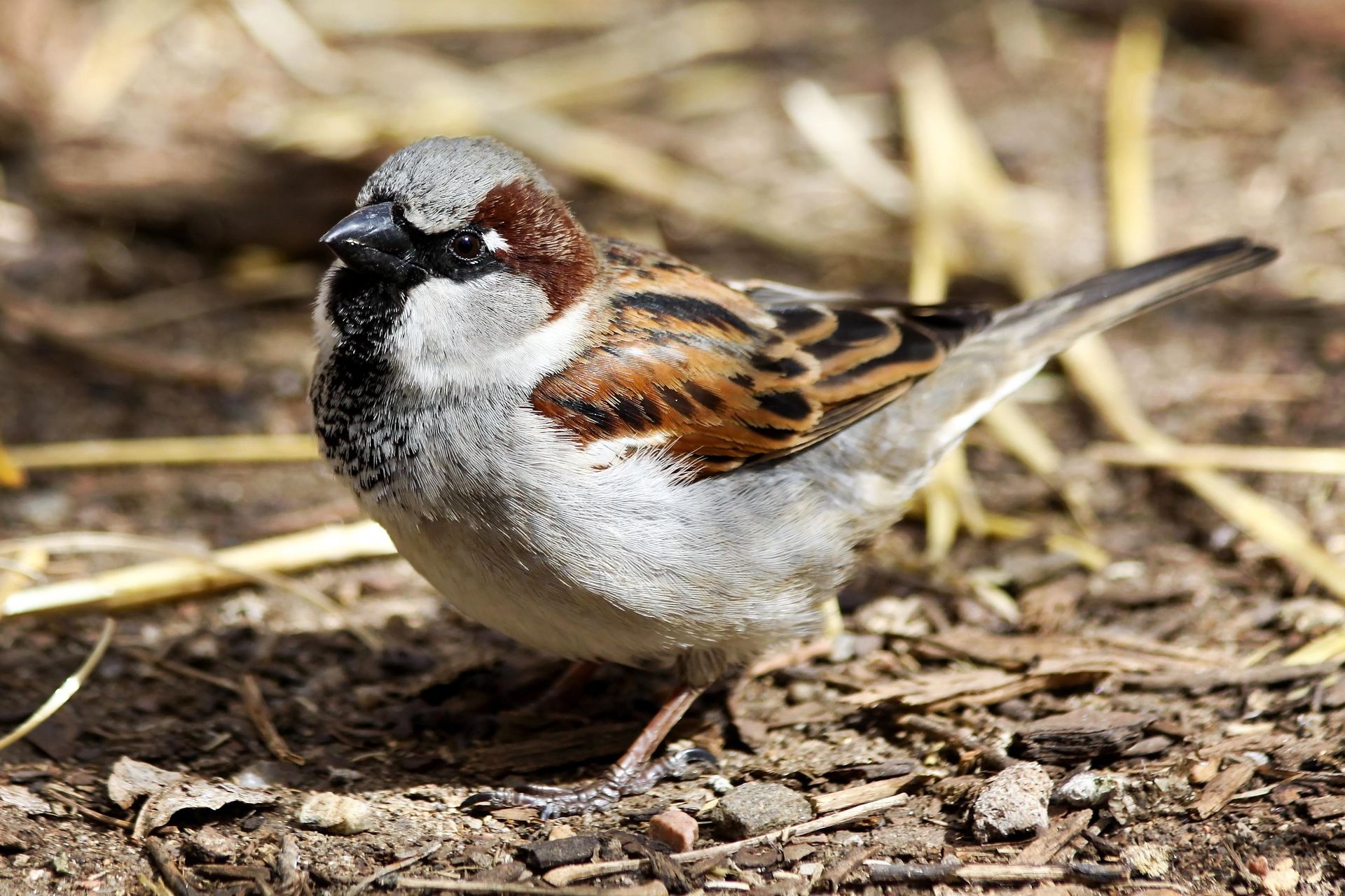 A portrait of a sparrow perched on the ground.