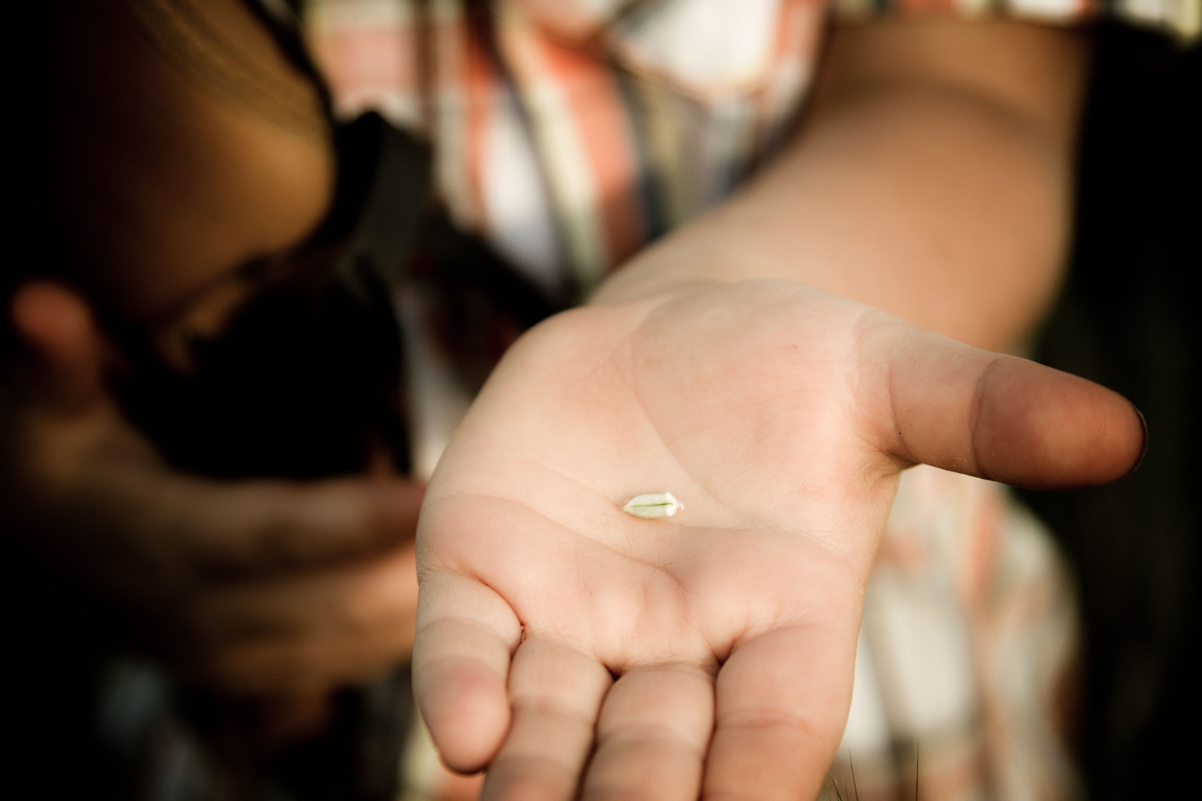 A seed in a child’s hand.