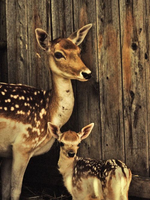 A photo of a mother deer and her young fawn standing near a wooden fence.