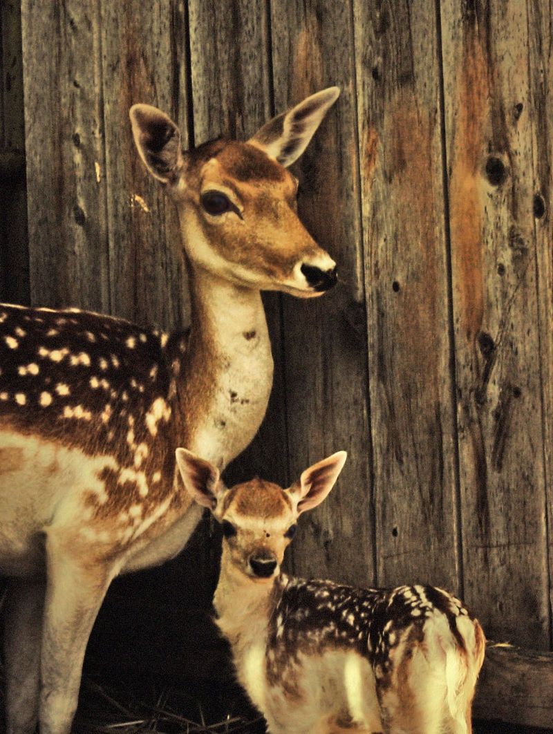 A portrait of two fawns together near a wooden fence.