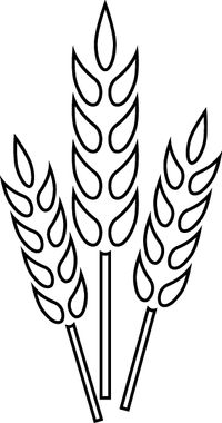 dessin de blé