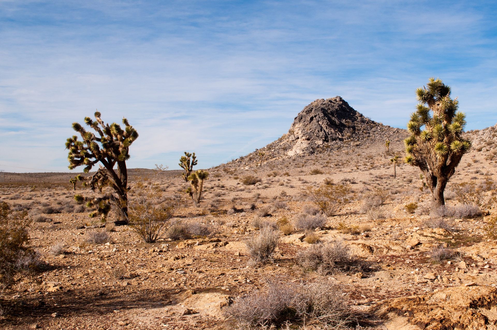 A desert landscape with cacti, tumbleweed, and shrubs.