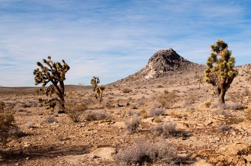 A desert landscape with cacti, tumbleweed, and shrubs and large rock in the background.