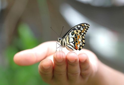 照片：蝴蝶停在手上