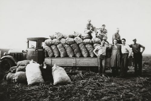 Miembros holandeses cosechando papas