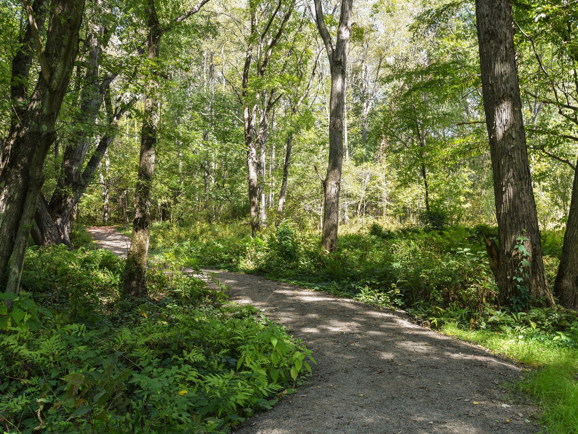 A trail leading through the woods to the Susquehanna River Historic Site, where the first baptisms took place prior to the reorganization of the Church.