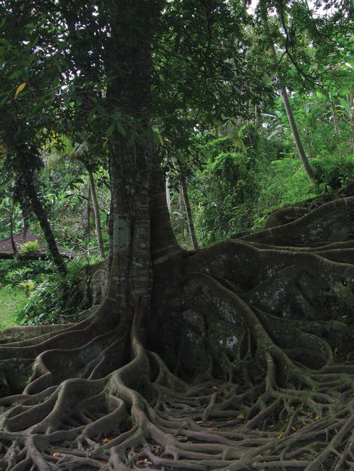 A picture of a tree with large, winding roots in Bali, Indonesia.