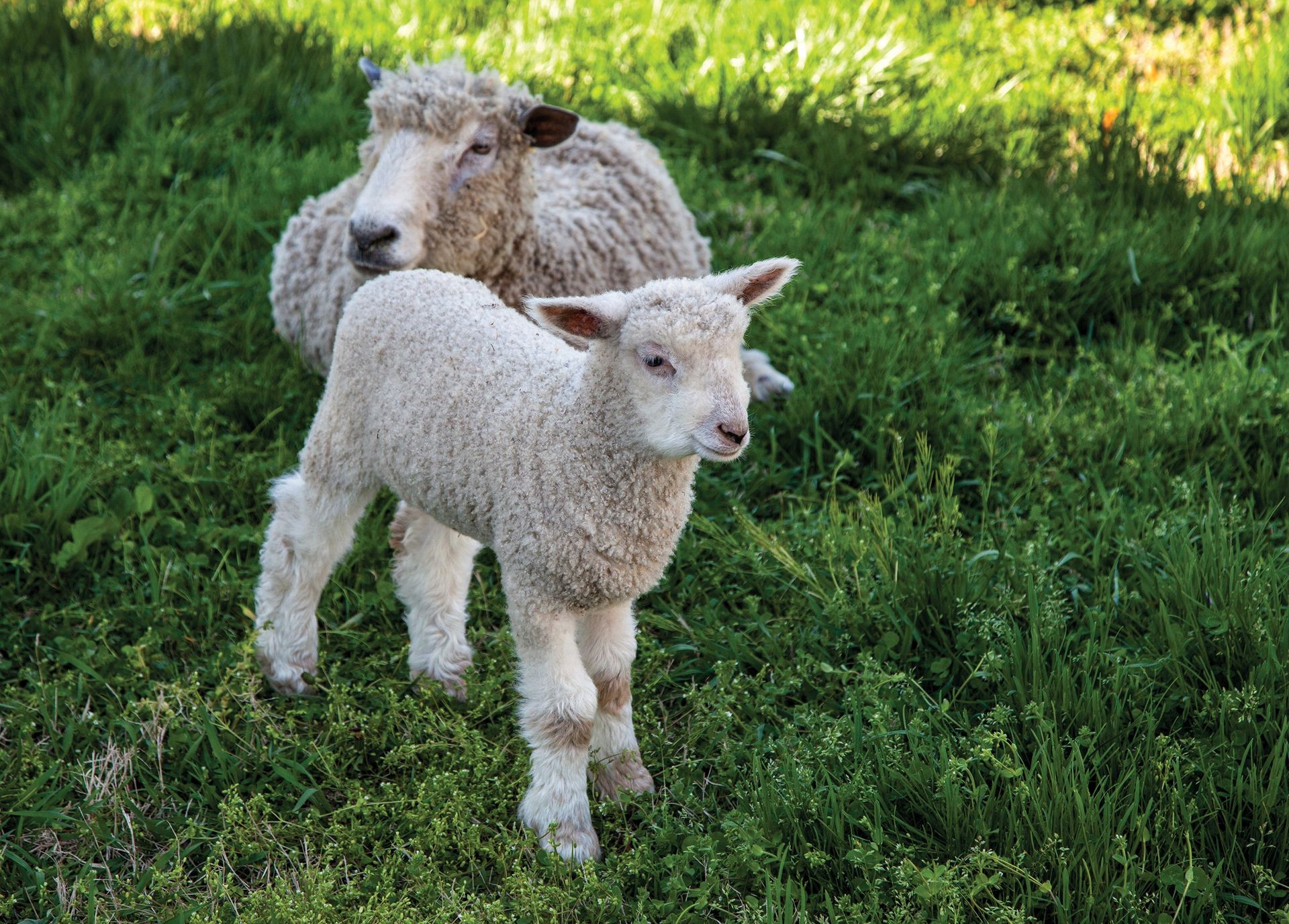 A small lamb standing next to its mother.