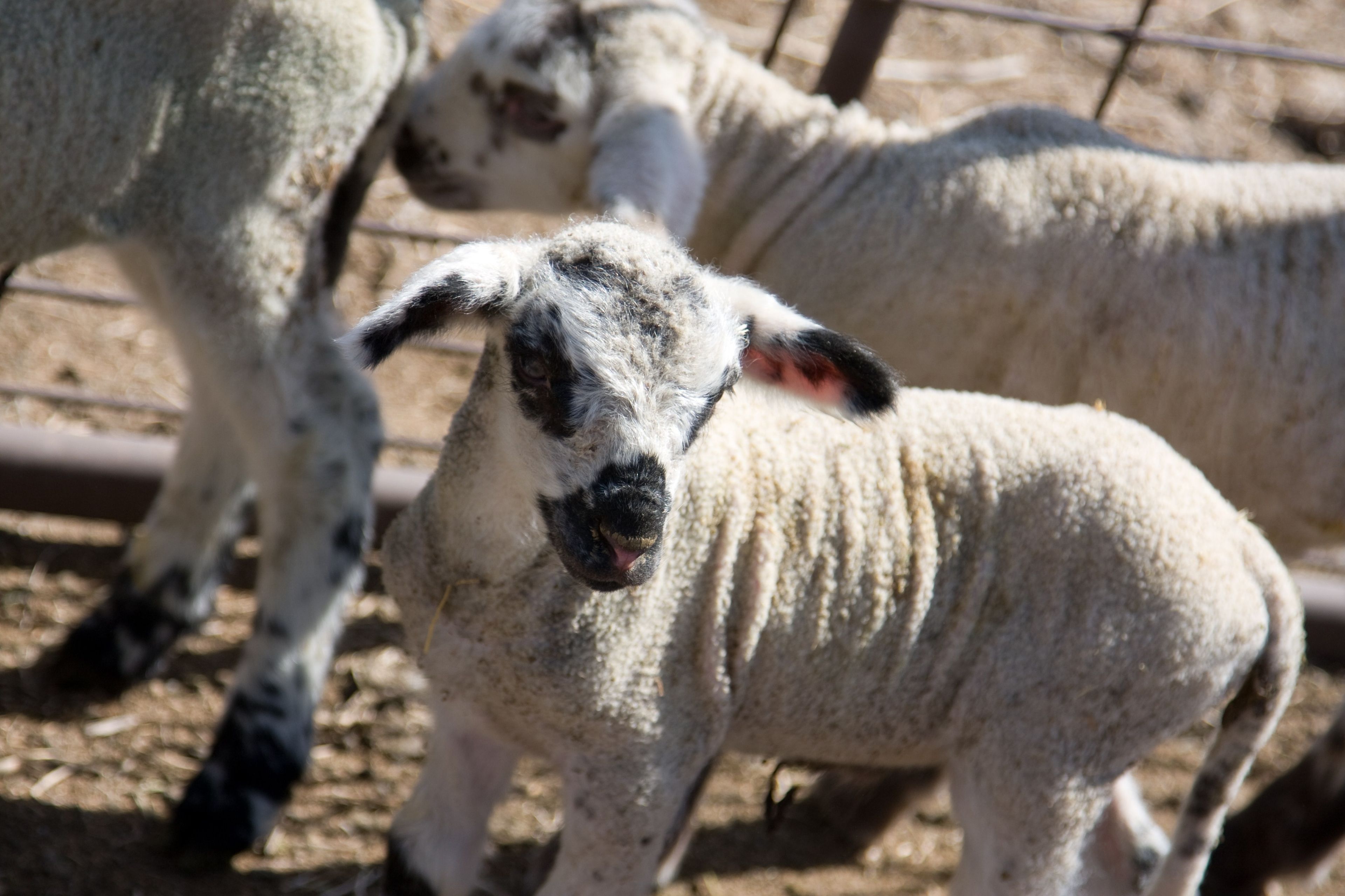 Sheep after being sheared.