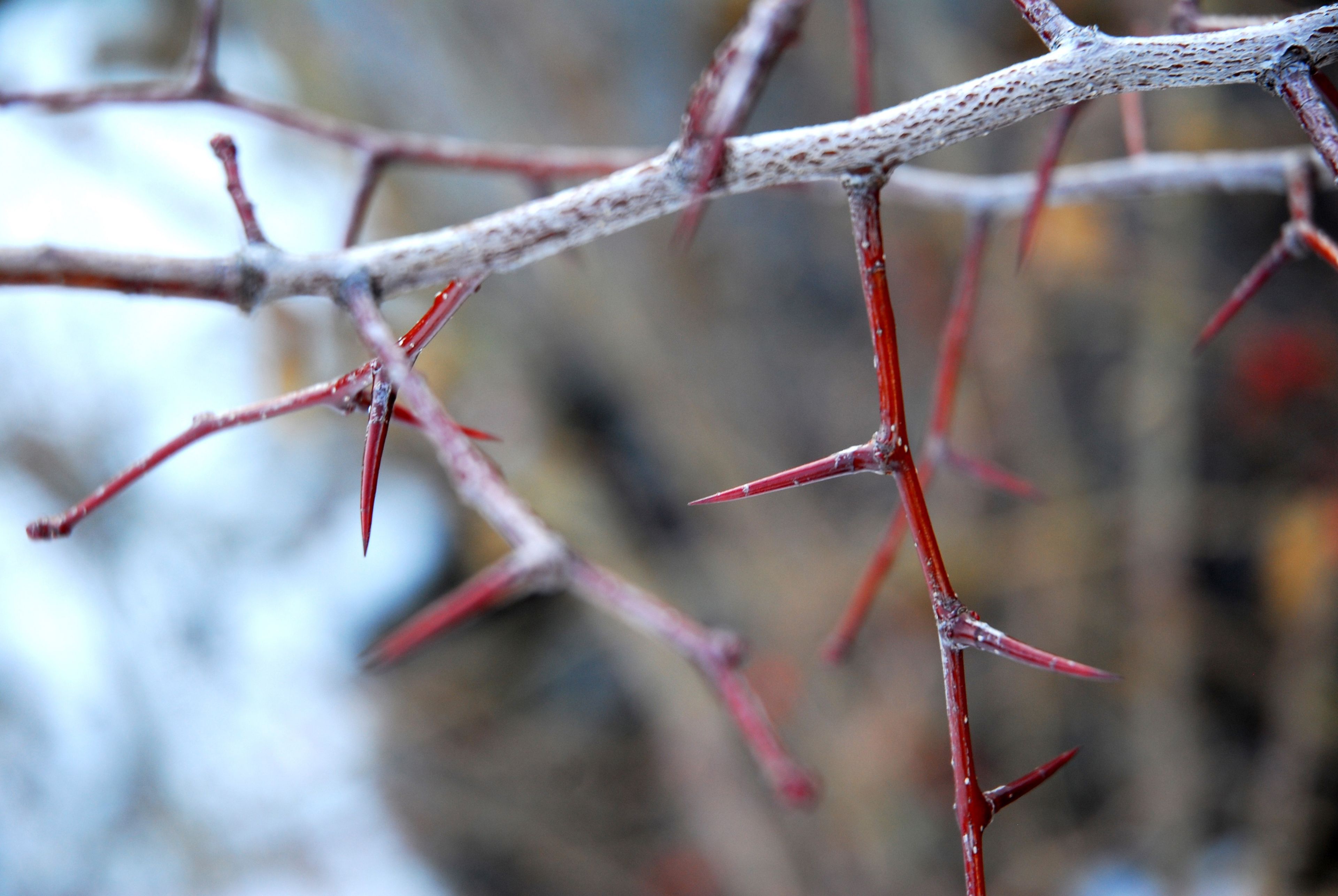 Thorns on branches in the winter.