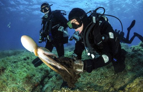 des plongeurs nagent à côté d’une pieuvre