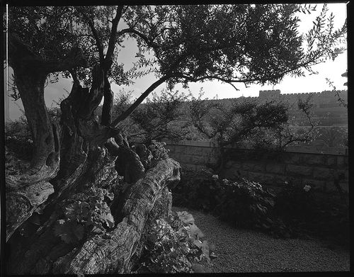 Getsemane örtagård