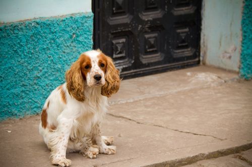 A long-haired dog with white and light brown coloring is sitting by a door on a street in Ecuador.