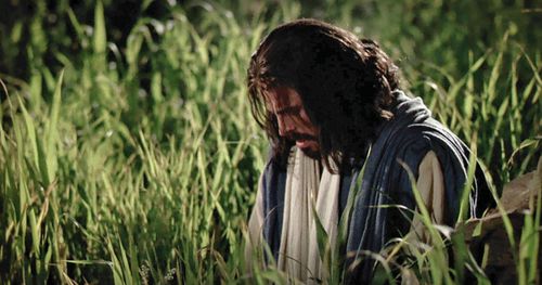 Jesus prays in the Garden of Gethsemane