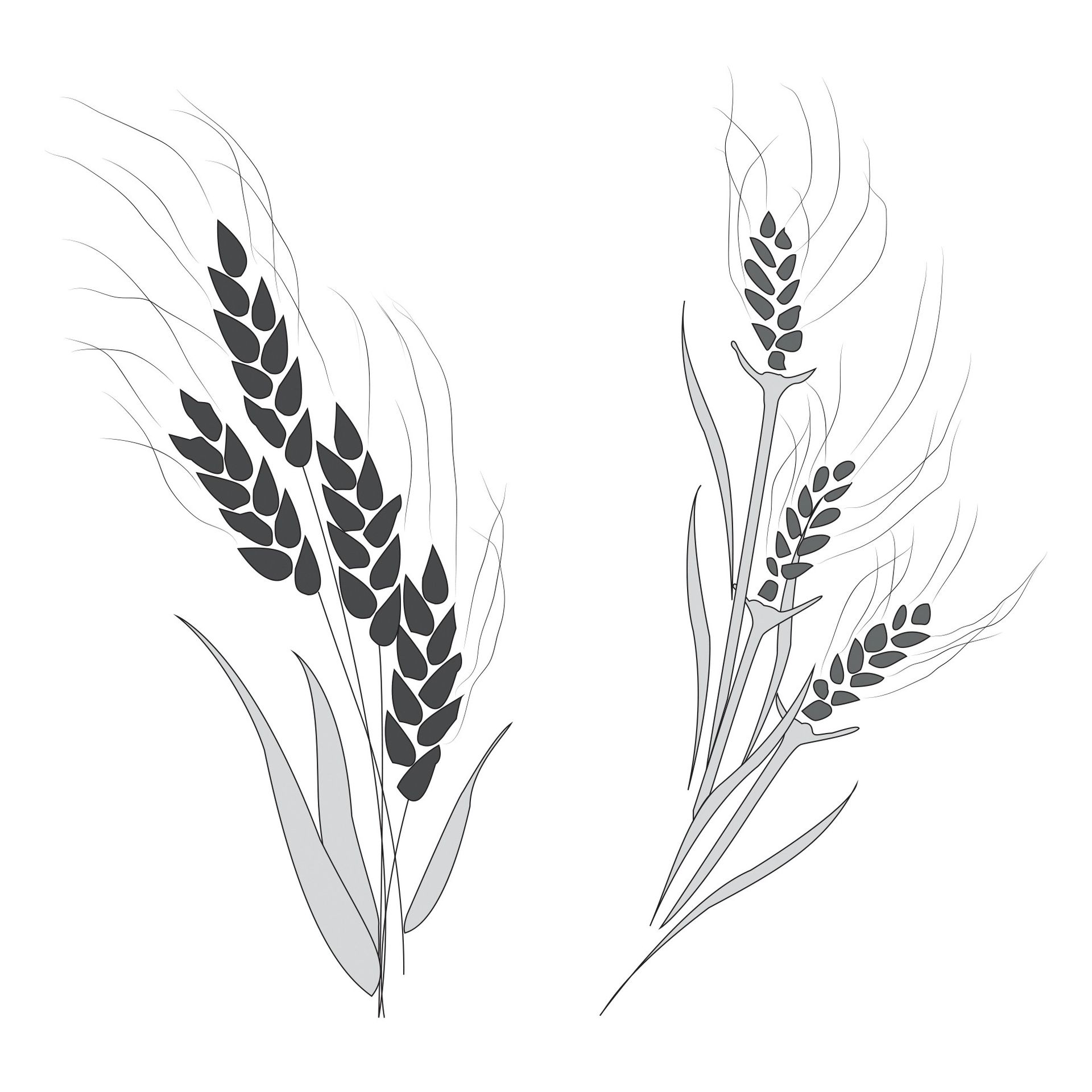 A black-and-white illustration of wheat and a tare.