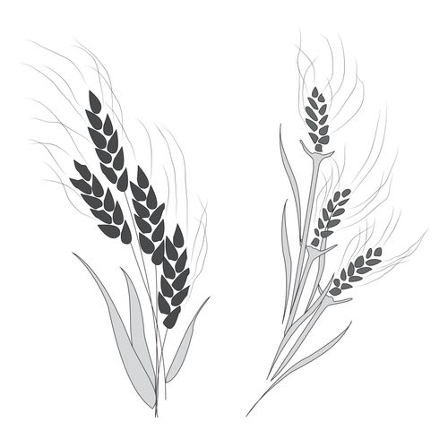 A simple black-and-white illustration showing the differences between wheat and a tare.