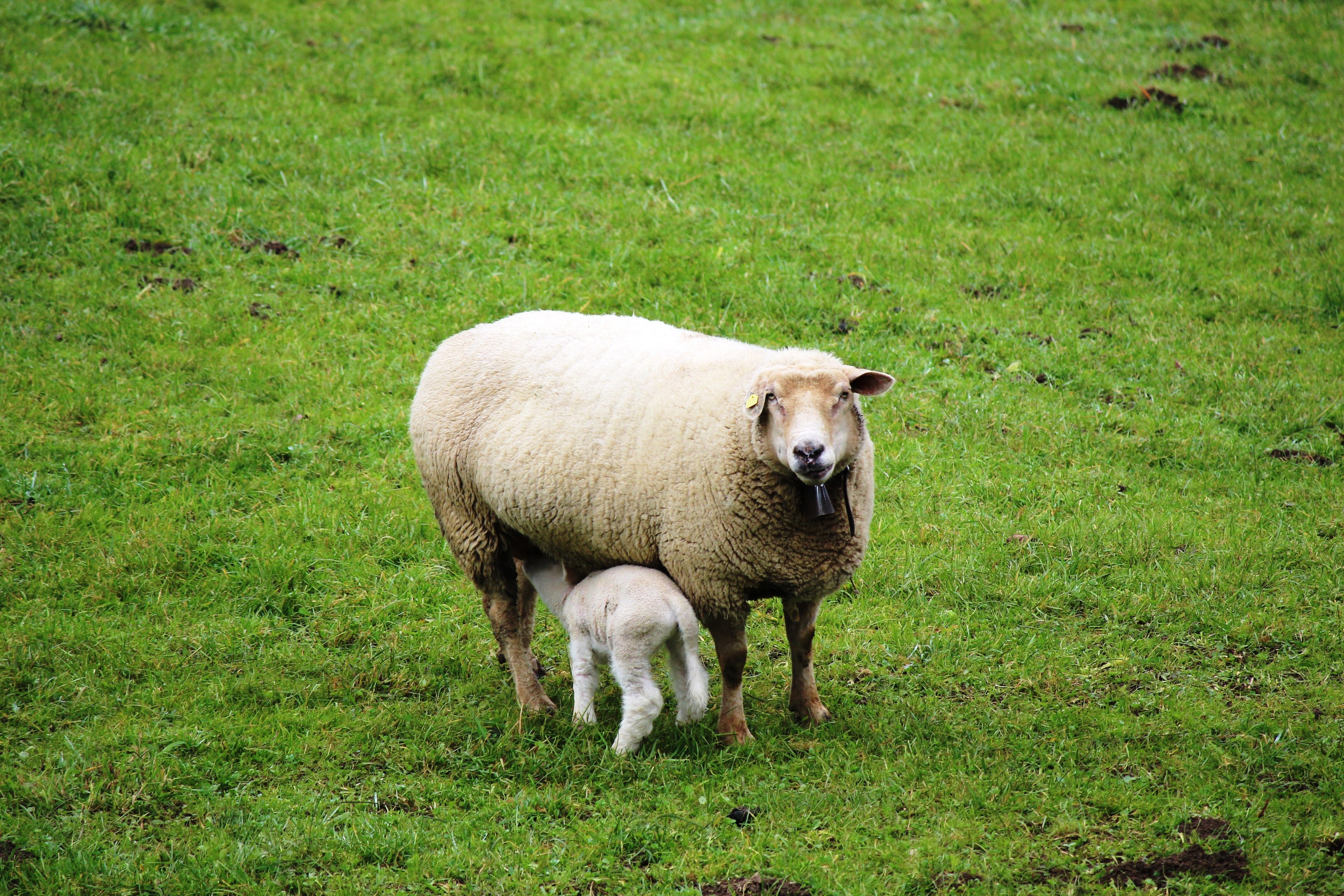 A lamb stays close to its mother.