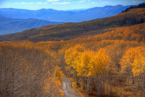 Guardsman Pass in Heber Valley, Utah, full of trees with leaves turning orange in the autumn.
