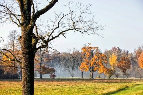 Photo of trees in autumn on the Morley farm