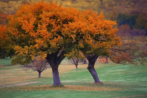 Two trees with bright orange leaves that are starting to fall and gather on the green grass below in the autumn.