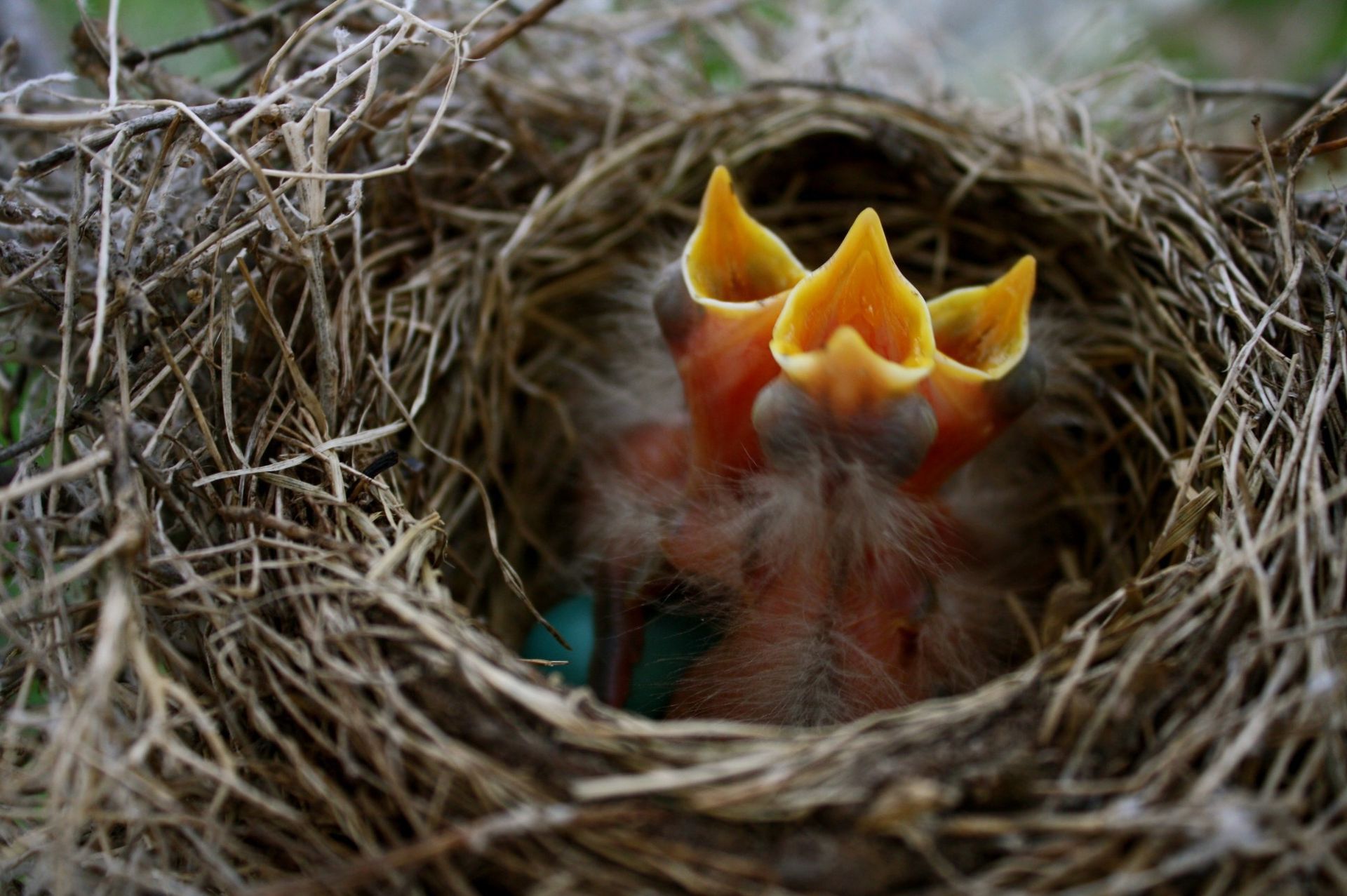 Three baby robins in a nest with their beaks wide open.
