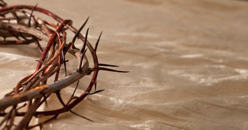 crown of thorns