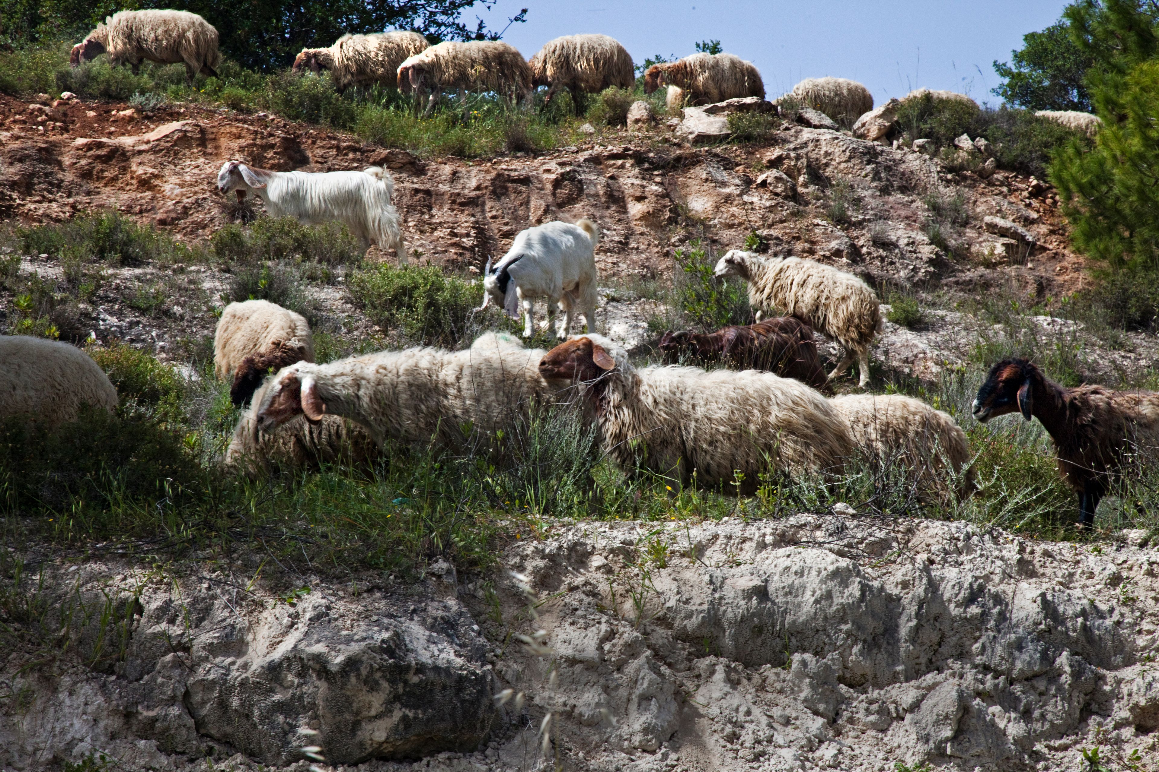 A photograph of sheep and goats.