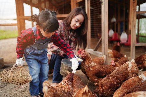 mother and daughter feeding chickens on farm