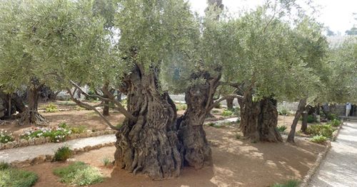 vingård med olivträd